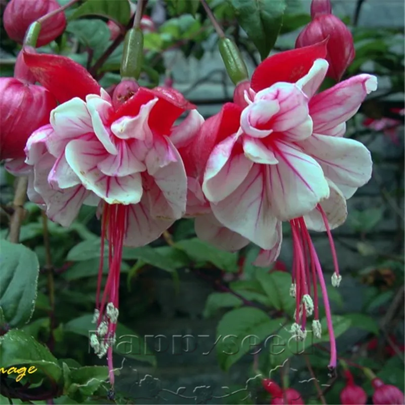 Фуксия Семенами Выращивание Купить