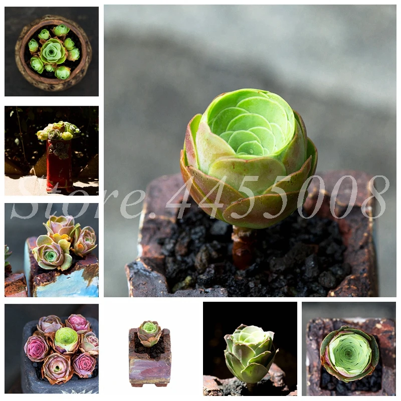 100 Pcs The Mountain Rose Red Rose Garden Greenovia Flower Indoor Succulent Plant Meaty Plant Flore Bonsai Potted Planting 100 Pcs The Mountain Rose Red Rose Garden Greenovia Flower Indoor Succulent Plant Meaty Plant Flore Bonsai Potted Planting
