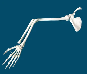 

Medical Standard Upper Limb Shoulder Joint Clavicle Elbow Joint Ulna Humerus Hand Bone Humans Skeleton Model Specimen