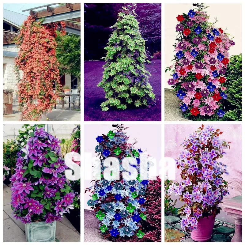 

New! 100 Pcs/Bag Climbing Clematis Bonsai Flowers Clematis Vine Plants Perennial Flower Clematis Plants Bonsai Pot Garden Plant