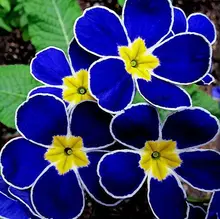 Promotion!!! 100 Evening Primrose- Blue Evening Primrose,fragrant DIY Home Garden flower hardy plant,Free Shipping