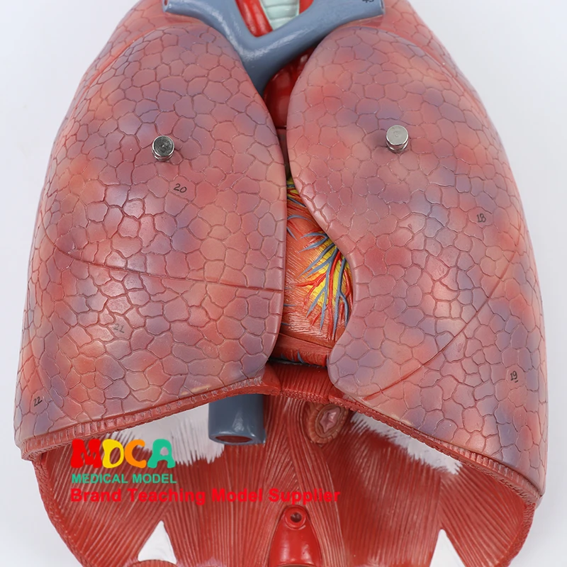 Модель дыхательной системы, дыхательные пути, гортань, легкие, сердце, человеческий орган анатомическая модель медицинская обучение MHXXT003