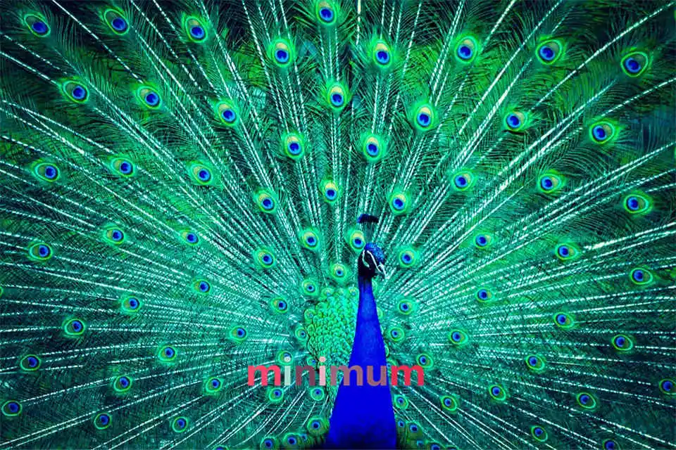 

Diy Dancing Peacock Colorful Peacock Full Diamond Painting Cross Stich Embroidery Needlework Mosaic Painting For Home Decor Gift