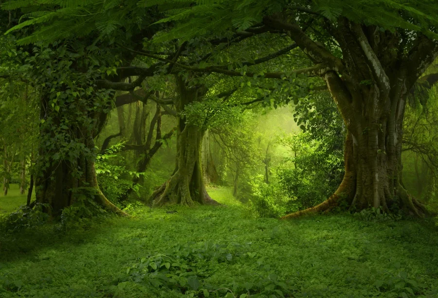 Laeacco Forest Backgrounds Green Jungle Tree Grass Way Natural View