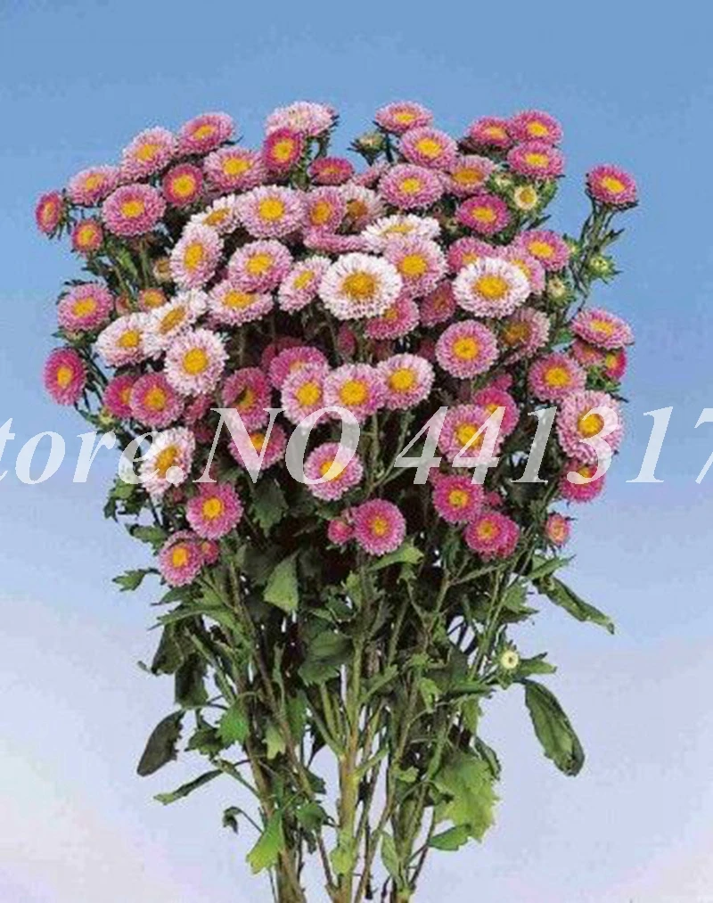 Китайская Хризантема Купить Семена