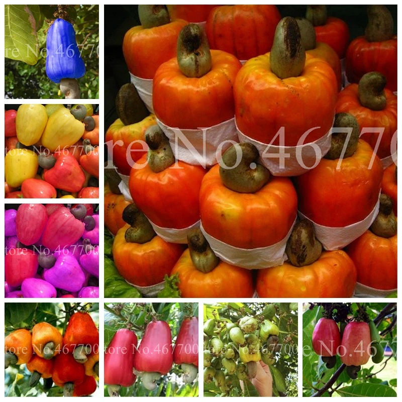 New Garden Plants 10 pcs Mini Cashew Tree Bonsai Anacardium Occidentale Rare Outdoor Plant Tree Potted Fruit Germ Free Shipping