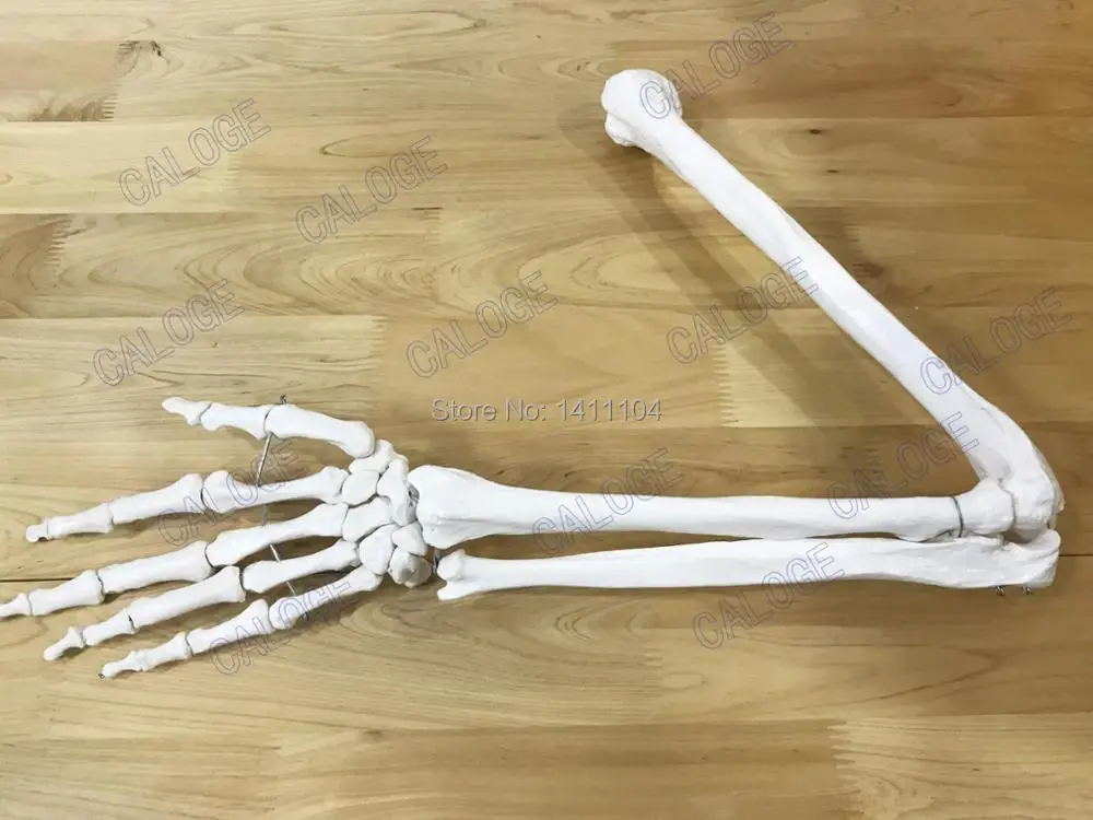 И натуральные человеческие кости модель кости рука взрослого человека верхней конечности кость рука взрослого человека и радиус 1-1 рука кости
