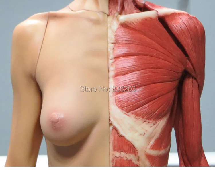 Скелет человеческого черепа из ПУ кожи 60 см|artist anatomy|artist anatomy modelanatomy model |