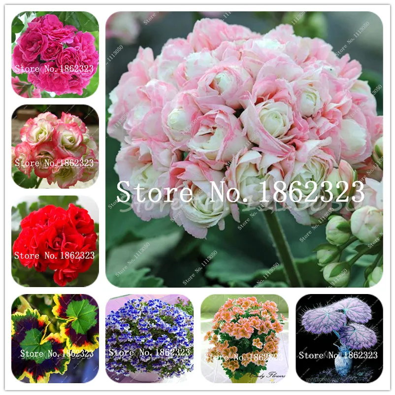 

Bonsai 50 Pcs Geranium Flower Rare Variegated Geranium Bonsai Potted Indoor Rooms Home Garden Flower For bonsais planta