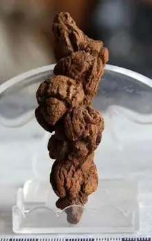 

3-4in Coprolite or Dinosaur POOPIES Fossil Poop Feces Poo Dung LARGE