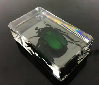 

FREE SHIPPING Chinese in Clear Acrylic Lucite Insect Collection Rose Chafer Beetle Paperweight