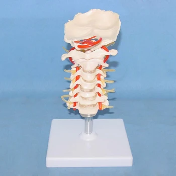 

Cervical Vertebra Model Cervical Spine with Neck Artery Occipital Bone Disc and Nerve Model Skeleton Human Anatomical Model