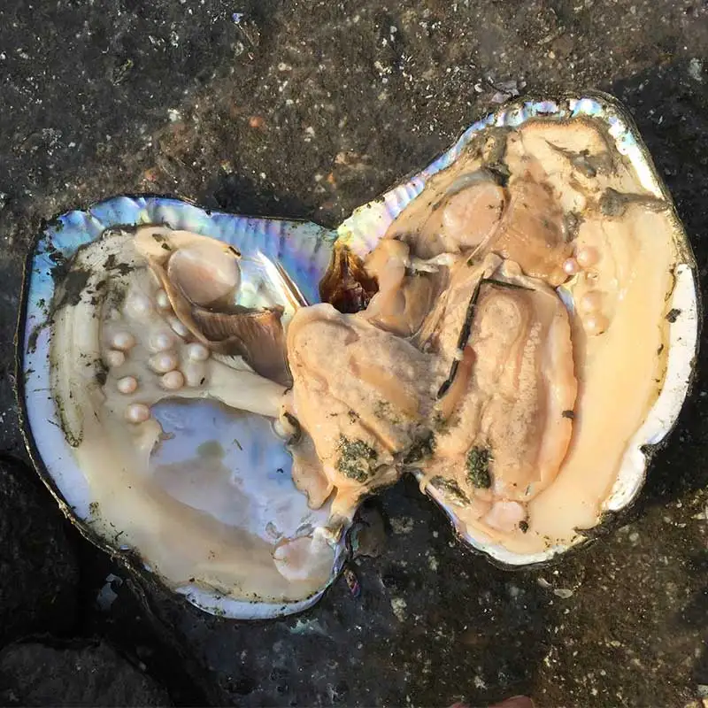 Online Buy Wholesale oysters pearls from China oysters pearls