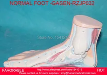 MEDICAL ANATOMY HUMAN FOOT NORMAL FLAT FLAT AND ARCHED FOOT FOOT ANATOMY MODEL HUMAN SKELETON MODEL
