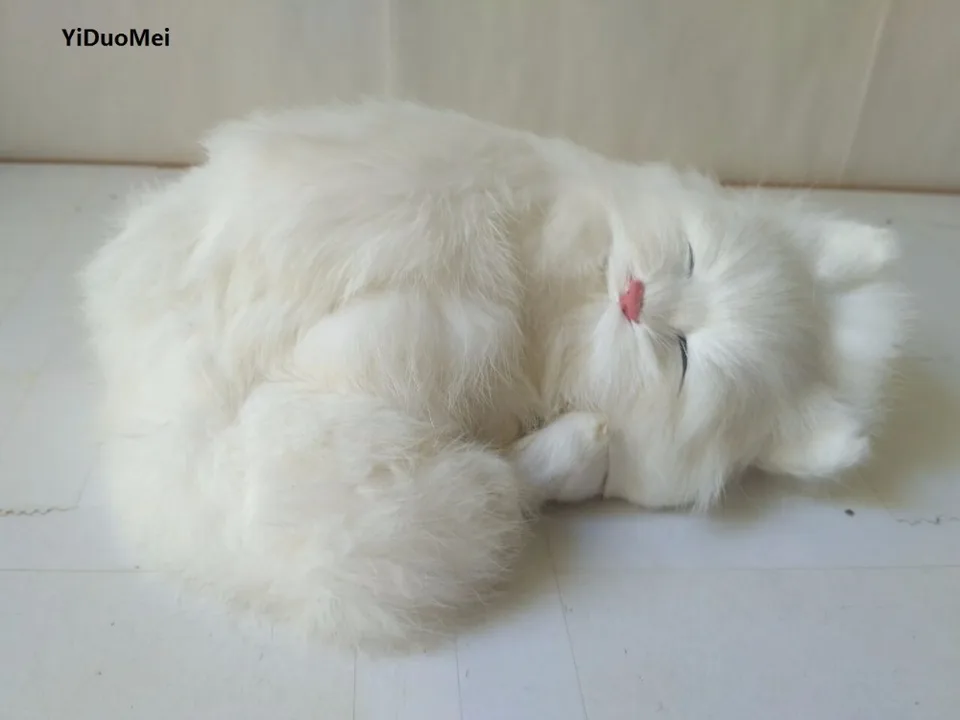 large white cat