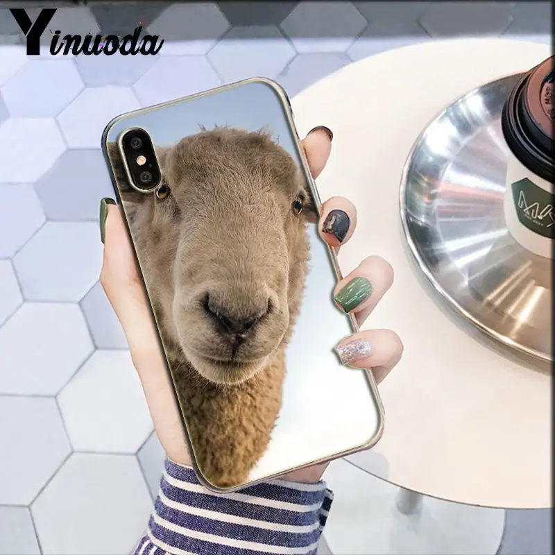Darcy hedgehog Sheep