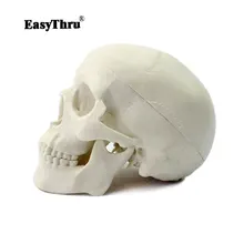 EasyThru модель скелета черепа человека медицинская научная обучающая Анатомия человека Точная медицинская модель черепа травматический пистолет