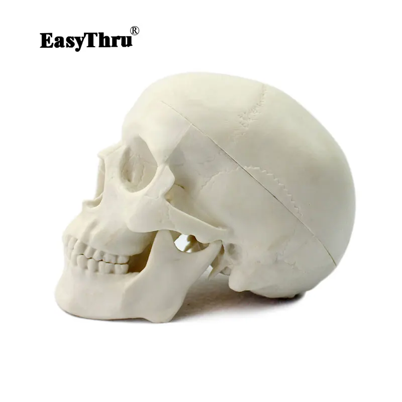 

EasyThru human Head Skeleton Skull Model Medical Science Teaching Human Anatomy Precise brain Medical Model traumatic pistol