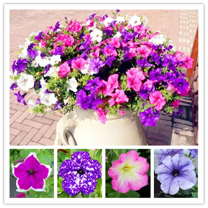 партнер семена томата версаль. лека профессиональные семена. томат ампельный семена. петуния кустовая низкорослая. ампельный томат гарден перл.