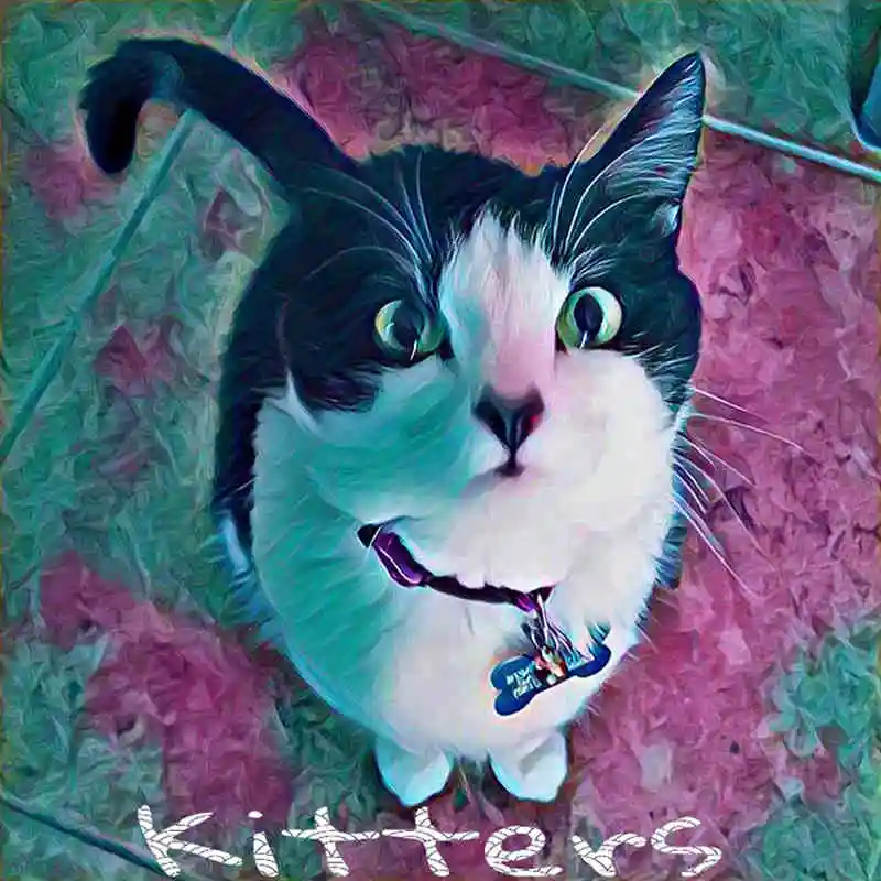 10-colorful cat
