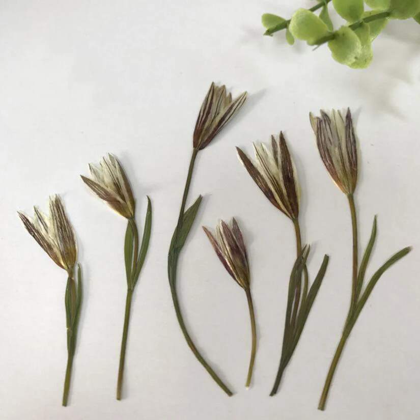 120pcs Pressed Dried Lily Flower with Stalks For Epoxy Resin Jewelry