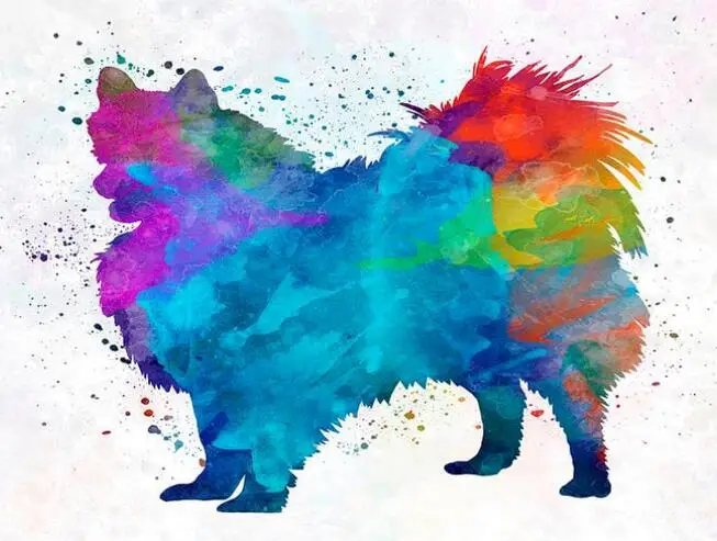 watercolor Dog, Pomeranian 7