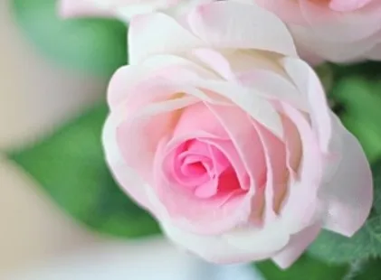 Искусственные реальные на ощупь розы, искусственная ткань латекса роза цветок на День святого Валентина Рождество Свадебная вечеринка, 50 шт., экспресс - Цвет: Light pink