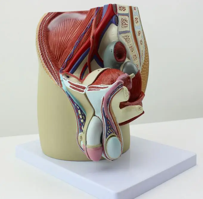 

Male sagittal anatomy model male genital anatomy Includes 27 indicators