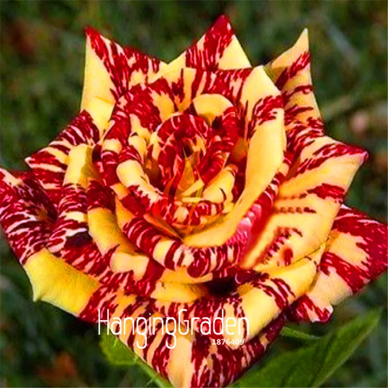 

New 2018!100plante/Bag Rare stripe rose bush plantas,Beautiful Garden Bonsai Exotic potted Plant,sementes de flores raras,#A82