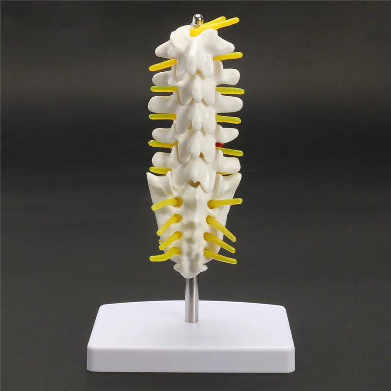 

15cm Mini Human Lumbar Vertebrae Sacrum Coccyx Anatomy Model Anatomical Medical Spine Model School Educational Teaching Tool