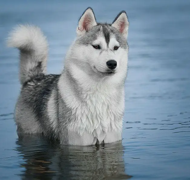 

New Full Square Diamond 5D DIY Diamond Painting Cute Husky In The River Embroidery Cross Stitch Rhinestone Mosaic Painting Gift