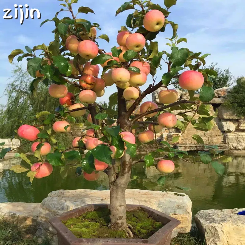 30pcs Dwarf Apple Bonsai Miniature Apple Tree Sweet organic fruit vegetable Bonsai indoor or outdoor DIY Home Garden