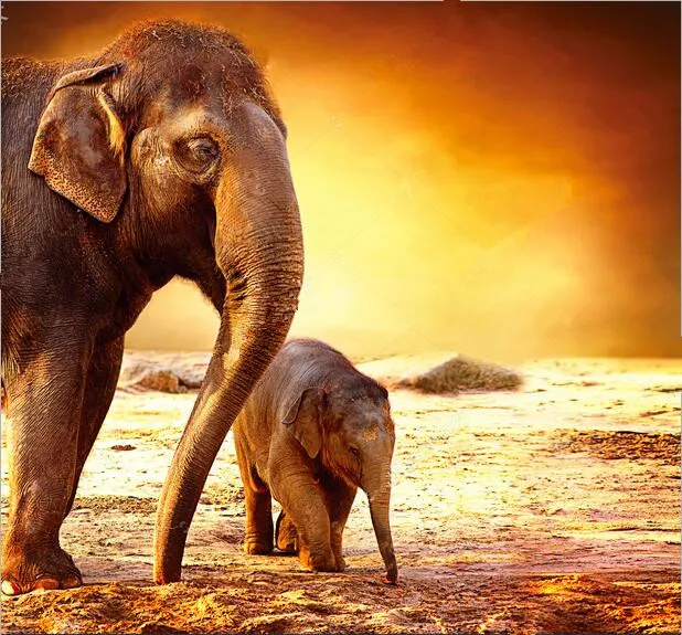 baby elephant and mother wallpaper