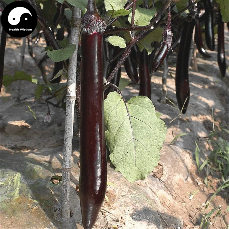 

Buy Purple Long Eggplant Vegetable Semente 300pcs Plant Eggplant Vegetables Solanum Melongena