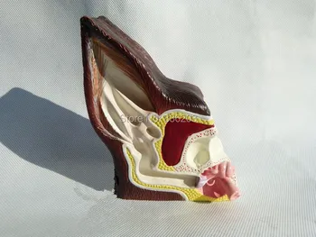 

Dog Canine Ear Anatomical Model 2 Sided Normal and Infected Medical Anatomy Heart skull brain model mixer esqueleto anatomia