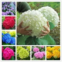 20 pcs/bag hydrangea seed, bonsai flower seeds china hydrangea perennial garden flowers seeds outdoor plant pot