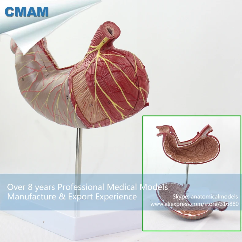 12535 / CMAM STOMACH02 Human Stomach Anatomical Model on Stand, 2 parts