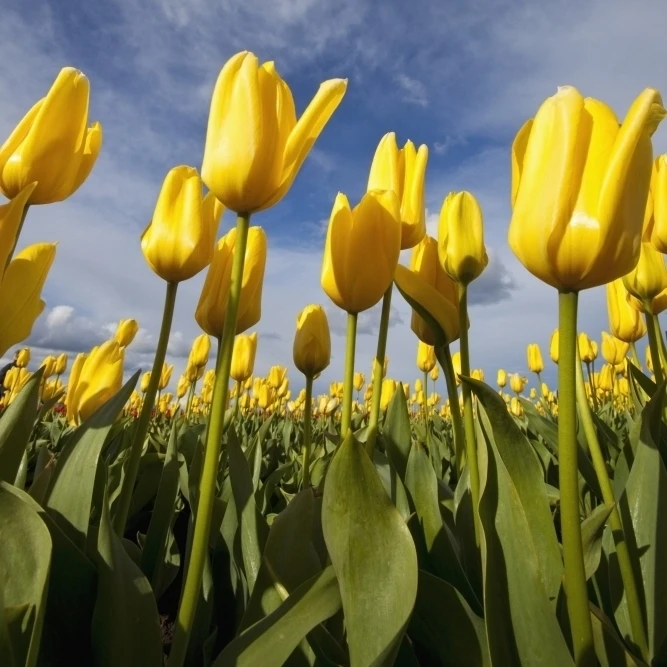 Woodburn  Oregon  United States Of America; Yellow Tulips In A Field Poster Print (12 x 19)