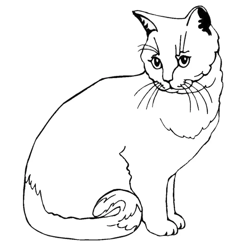 Как нарисовать кошку британскую
