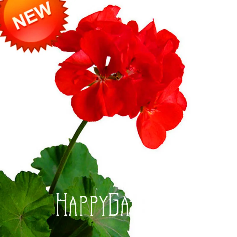 Большая промакция! 20 шт./упак. красный одностворчатый герани бонсай многолетние цветник пеларгония плющелистная завод для комнатных растений,# TZ05