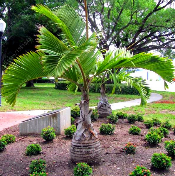 10 pcs/bag Bottle palm tree seeds,Exotic Plants Tree Bonsai Pots