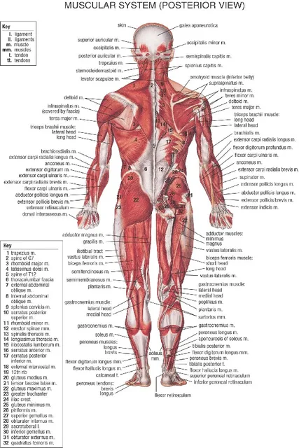 anatomie anatomie