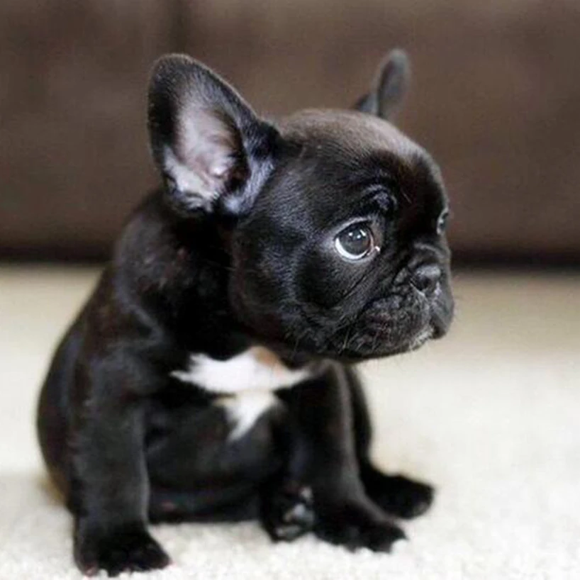 

Full Square Diamond painting French Bulldog DIY Diamond mosaic black puppy Full Round Diamond embroidery Cross stitch animal dog