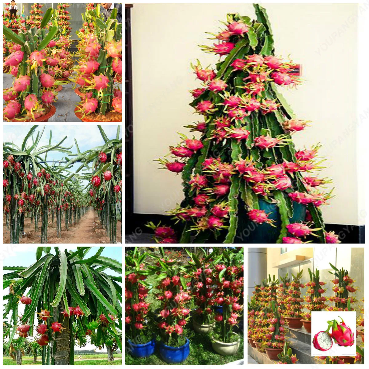 100Pcs Japanese sweets Pitaya Organic Bonsai Plants Fruit Anti aging