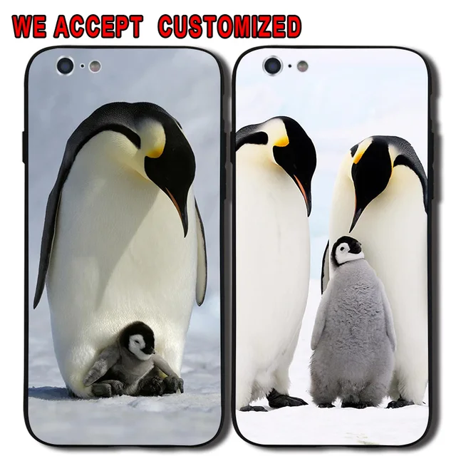 7800 Gambar Hewan Penguin HD Terbaru
