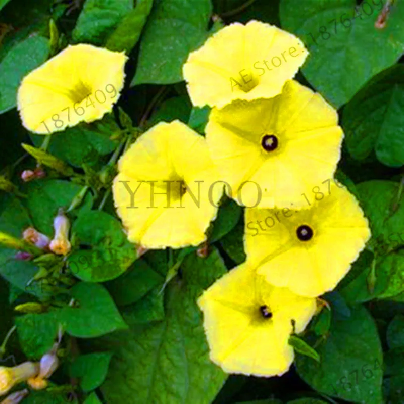 

Hot Sale!Beautiful morning glory bonsai, a variety of mixed color, suitable for garden balcony planting flores, 50 Pcs free post