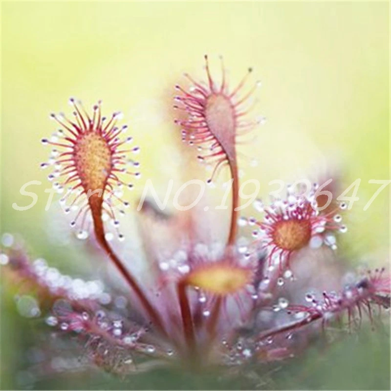 Sale! 100 Pcs/ bag Bonsai Sundew Plants Blue enchantress Carnivorous plant table Pot Drosera peltata Bonsai Radiation Protection