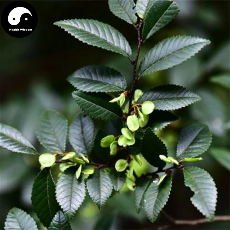 

Buy White Elm Tree Semente 50pcs Plant Ulmus Pumila For Chinese Elm Yu Shu