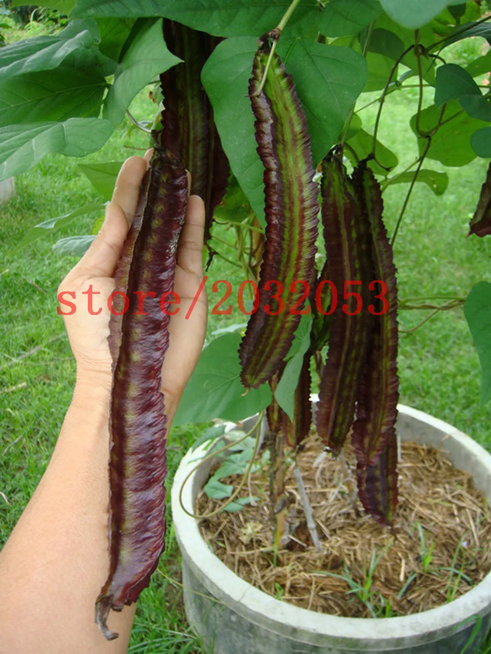 bonsai BEAN SEEDS Purple Winged Bean 10 Seeds, Vegetables Seeds