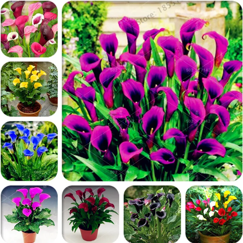 

200 pcs Multi-Color Calla Flower True Calla Lily Bonsai Symbolizes Love Elegant Noble Flower Perennial Bonsai Flower plants